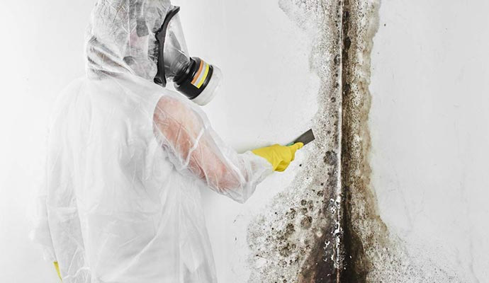 Professional Mold Remediation and Removal