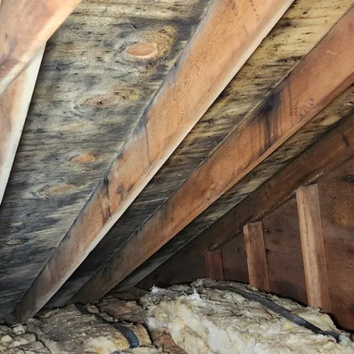 Professional Mold Remediation21