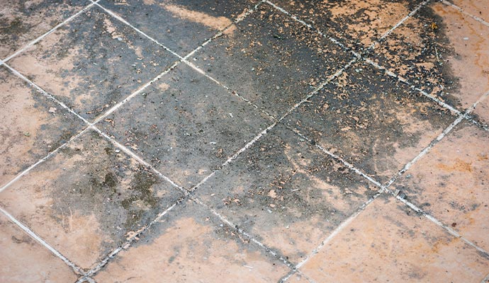 Mold on tiles floor