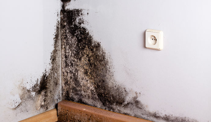 Black mold on wall