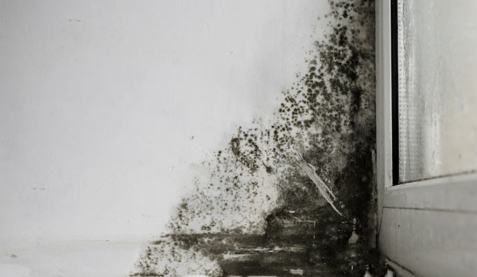 Black Mold