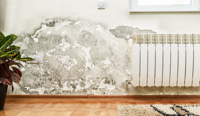A moldy wall