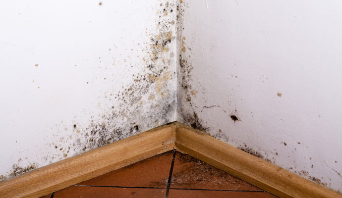Regular Mold