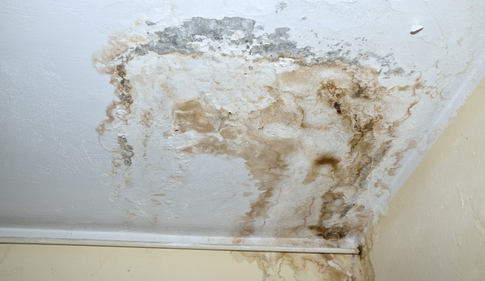 Mold damage on the ceiling Mold damage on the ceiling