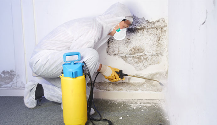 Professional mold removal and wall treatment Professional mold removal and wall treatment