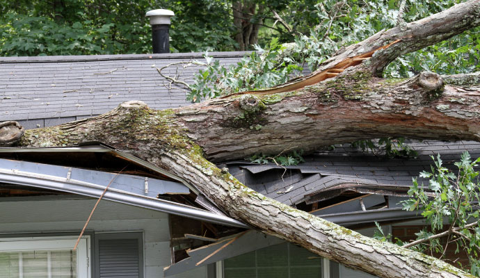 Tree fallen on house roof