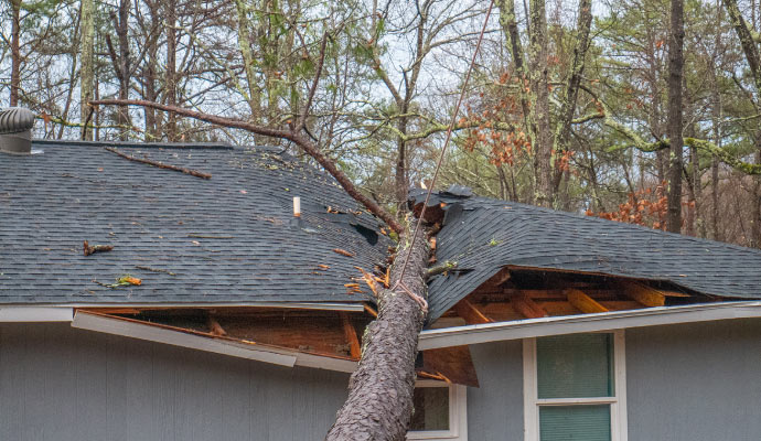 A tree fallen and severely damaged by a storm