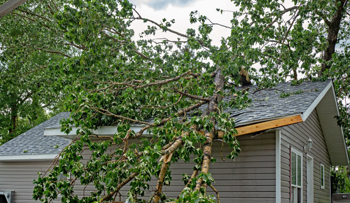 A tree has fallen onto the roof of a house due to wind damage