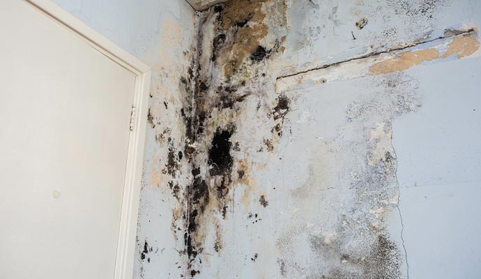 Black mold damaged wall corner