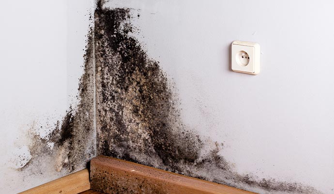Black mold damaged wall