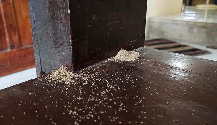 Furniture damage by pests