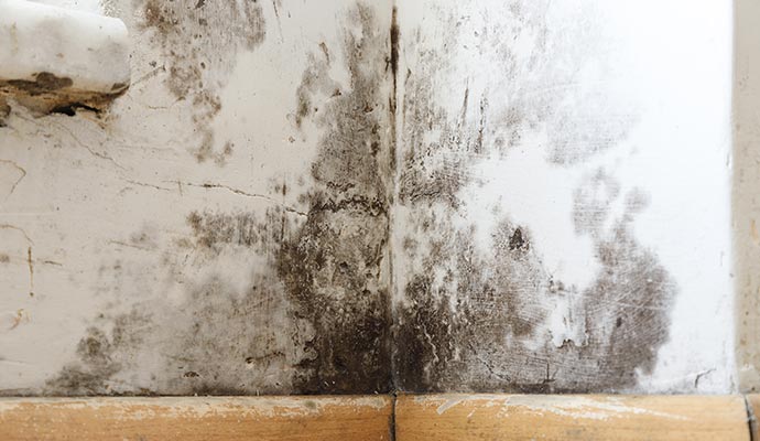Mold and mildew on wall